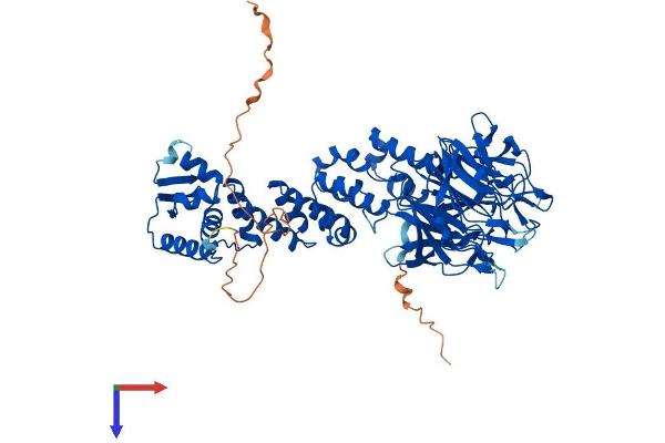 KLHL13 Protein (AA 1-654) (His tag)