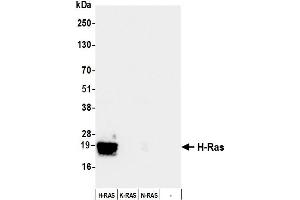 Western Blotting (WB) image for anti-HRas proto-oncogene, GTPase (HRAS) (AA 50-100) antibody (ABIN7795770)