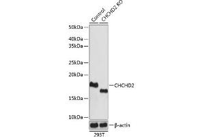 Western blot analysis of extracts from normal (control) and CHCHD2 knockout (KO) 293T cells, using CHCHD2 antibody (ABIN7266448) at 1:1000 dilution. (CHCHD2 Antikörper  (AA 75-145))