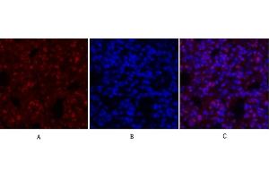 Immunofluorescence analysis of rat lung tissue. (c-MYC Antikörper  (AA 360-440))