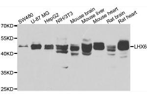 Western blot analysis of extracts of various cell lines, using LHX6 antibody.