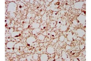 IHC image of ABIN7168279 diluted at 1:200 and staining in paraffin-embedded human brain tissue performed on a Leica BondTM system. (NeuN Antikörper  (AA 1-101))