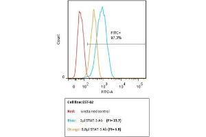 This image has been kindly submitted by Tübingen Ageing and Tumour Immunology Group (TATI), Centre for Medical Research (ZMF), University of Tübingen Medical School www. (STAT3 Antikörper  (pTyr705))