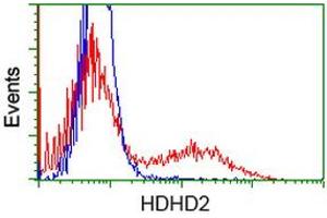 Flow Cytometry (FACS) image for anti-Haloacid Dehalogenase-Like Hydrolase Domain Containing 2 (HDHD2) antibody (ABIN1498628) (HDHD2 Antikörper)