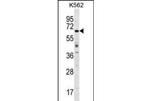 TRIM75 Antibody (Center) (ABIN1538260 and ABIN2849323) western blot analysis in K562 cell line lysates (35 μg/lane). (TRIM75 Antikörper  (AA 295-324))