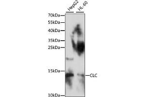 Western blot analysis of extracts of various cell lines, using CLC antibody (ABIN7266289) at 1:1000 dilution. (Galectin 10 Antikörper  (AA 1-142))