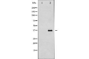 Western blot analysis of caspase12 expression in HUVEC cells,The lane on the left is treated with the antigen-specific peptide. (Caspase 12 Antikörper  (Internal Region))