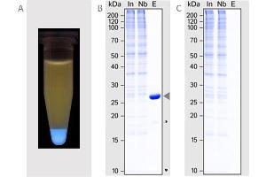 (A) Pull-down of mTagBFP from a mixture of GFP, mCherry and mTagBFP (B) Immunoprecipitation of mTagBFP (arrow) from HeLa lysate.