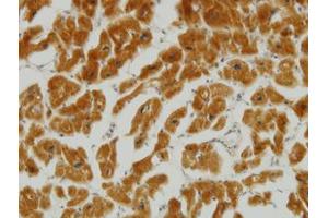 Image no. 2 for anti-Mitofusin 2 (MFN2) (AA 661-758) antibody (ABIN599102) (MFN2 Antikörper  (AA 661-758))