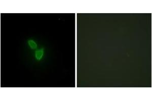 Immunofluorescence analysis of HepG2 cells, using PARD3 Antibody. (PARD3 Antikörper  (AA 1141-1190))