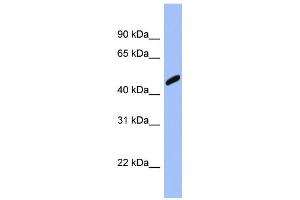 WB Suggested Anti-RBBP7 Antibody Titration: 0. (RBBP7 Antikörper  (Middle Region))