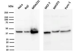 Western Blot Analysis of HeLa, Raji, MDA231, MCF-7, NIH3T3, Panc-1, cell lysates using PD-L2 Mouse Monoclonal Antibody (PDL1/2744). (PD-L1 Antikörper  (AA 39-191))