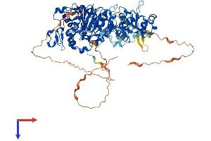 NSUN2 Protein (AA 1-757) (His tag)