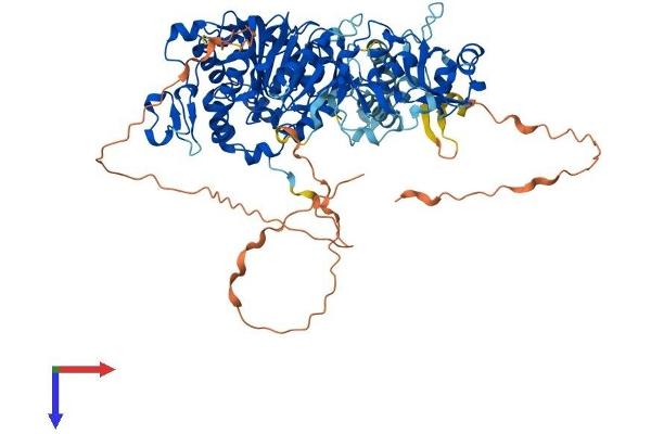 NSUN2 Protein (AA 1-757) (His tag)