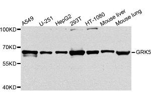 Western blot analysis of extracts of various cell lines, using GRK5 antibody. (GRK5 Antikörper)