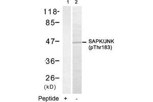 Western blot analysis of extracts from 293 cells using SAPK/JNK(Phospho-Thr183) Antibody(Lane 2) and the same antibody preincubated with blocking peptide(Lane1). (JNK2 Antikörper  (pThr183))