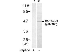 Western blot analysis of extracts from 293 cells using SAPK/JNK(Phospho-Thr183) Antibody(Lane 2) and the same antibody preincubated with blocking peptide(Lane1). (MAPK9/MAPK1 (pThr183) Antikörper)