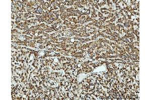 IHC analysis of TOMM40 using anti-TOMM40 antibody (ABIN7599738). (TOMM40 Antikörper  (AA 111-315))