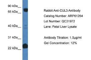 Western Blotting (WB) image for anti-Cullin 3 (CUL3) (C-Term) antibody (ABIN786376) (Cullin 3 Antikörper  (C-Term))