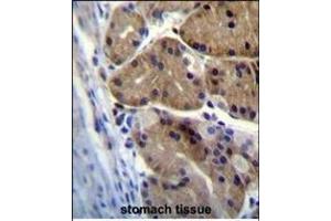 DCDC5 Antibody (C-term) (ABIN655455 and ABIN2844982) immunohistochemistry analysis in formalin fixed and paraffin embedded human stomach tissue followed by peroxidase conjugation of the secondary antibody and DAB staining. (DCDC5 Antikörper  (C-Term))