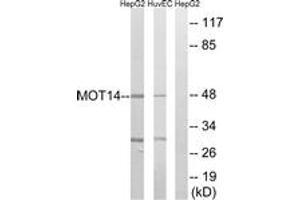 Western Blotting (WB) image for anti-Solute Carrier Family 16, Member 14 (Monocarboxylic Acid Transporter 14) (SLC16A14) (AA 131-180) antibody (ABIN1535038)