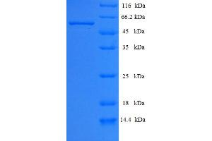 SDS-PAGE (SDS) image for Calpain 2 (CAPN2) (AA 1-324), (full length) protein (His-SUMO Tag) (ABIN5709193)