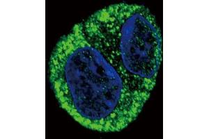 Confocal immunofluorescent analysis of FGA Antibody (N-term) (ABIN390830 and ABIN2841057) with HepG2 cell followed by Alexa Fluor? (FGA Antikörper  (N-Term))