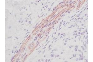 Image no. 1 for anti-KIT Ligand (KITLG) antibody (ABIN465573) (KIT Ligand Antikörper)