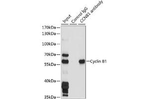 Immunofluorescence analysis of NIH/3T3 cells using Cyclin B1 Rabbit pAb (ABIN7266555) at dilution of 1:100 (40x lens). (Cyclin B1 Antikörper  (C-Term))