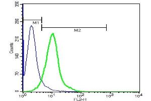 Tetraspanin 16 Antikörper  (AA 81-94)