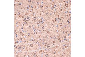 Immunohistochemistry of paraffin-embedded mouse brain using 14-3-3 gamma Rabbit mAb (ABIN7265311) at dilution of 1:100 (40x lens). (14-3-3 gamma Antikörper)