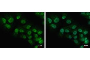 ICC/IF Image COMMD7 antibody detects COMMD7 protein at nucleus and cytoplasm by immunofluorescent analysis. (COMMD7 Antikörper)