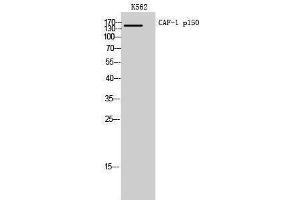 Western Blotting (WB) image for anti-Chromatin Assembly Factor 1, Subunit A (p150) (CHAF1A) (Internal Region) antibody (ABIN3187588) (CHAF1A Antikörper  (Internal Region))