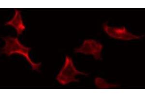 Immunofluorescence (fixed cells) (IF/ICC) image for anti-Synaptotagmin Binding, Cytoplasmic RNA Interacting Protein (SYNCRIP) (Internal Region) antibody (ABIN6257868)