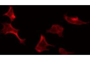 ABIN6274110 staining Hela by IF/ICC. (SYNCRIP Antikörper  (Internal Region))