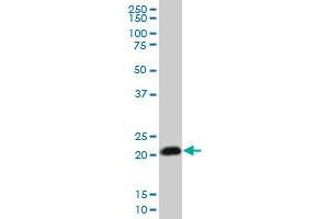 Western Blotting (WB) image for anti-Ras Homolog Gene Family, Member C (RHOC) (AA 1-193) antibody (ABIN513476)