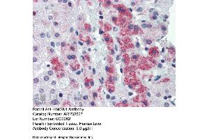 Immunohistochemistry with Human Liver cell lysate tissue at an antibody concentration of 5. (HMGN1 Antikörper  (Middle Region))