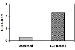 Image no. 3 for Epidermal Growth Factor Receptor (EGFR) ELISA Kit (ABIN1981784) (EGFR ELISA Kit)