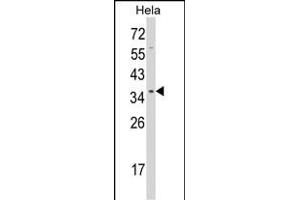 Western blot analysis of STR Antibody (C-term) 2933b in Hela cell line lysates (35 μg/lane). (STRAP Antikörper  (C-Term))