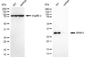 Western blotting analysis using EFHD1 antibody (ABIN7798425).