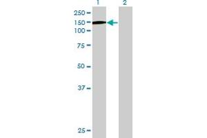 Western Blot analysis of SFRS15 expression in transfected 293T cell line by SFRS15 MaxPab polyclonal antibody. (SCAF4 Antikörper  (AA 1-1147))