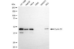 Western blotting analysis using cyclin B2 antibody (ABIN7798193). (Rekombinanter Cyclin B2 Antikörper)