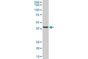 Western Blotting (WB) image for anti-Actin, beta (ACTB) (AA 1-376) antibody (ABIN598523) (beta Actin Antikörper  (AA 1-376))