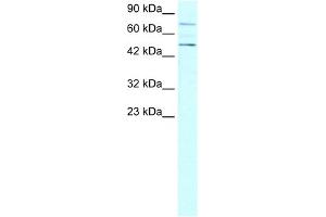 WB Suggested Anti-PIAS4 Antibody Titration:  0. (PIAS4 Antikörper  (N-Term))