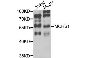 Western blot analysis of extracts of various cell lines, using MCRS1 antibody (ABIN5975252) at 1/1000 dilution. (MCRS1 Antikörper)