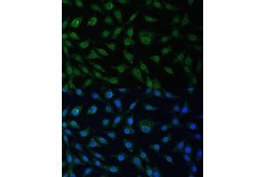 Immunofluorescence analysis of L929 cells using NUP214 Polyclonal Antibody (ABIN6127536, ABIN6144958, ABIN6144959 and ABIN6224385) at dilution of 1:100 (40x lens). (NUP214 Antikörper  (AA 750-1030))