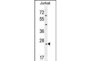CLDN22 Antibody (Center) (ABIN654190 and ABIN2844042) western blot analysis in Jurkat cell line lysates (35 μg/lane). (Claudin 22 (CLDN22) (AA 90-117) Antikörper)