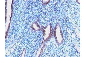 Image no. 1 for anti-Cyclin B1 (CCNB1) antibody (ABIN6161660) (Cyclin B1 Antikörper)