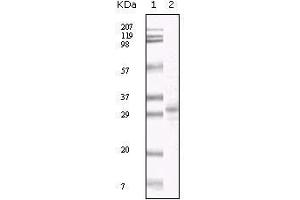 Western Blot showing KSHV ORF26 antibody used against TPA induced BCBL-1 cell lysate. (KSHV ORF26 Antikörper)
