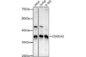 Western blot analysis of extracts of various cell lines, using CSNK2 antibody (0791) at 1:1000 dilution. (CSNK2A2 Antikörper)
